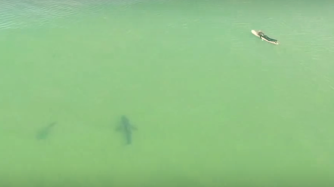 Incredible drone footage shows 10ft sharks swimming next to surfers