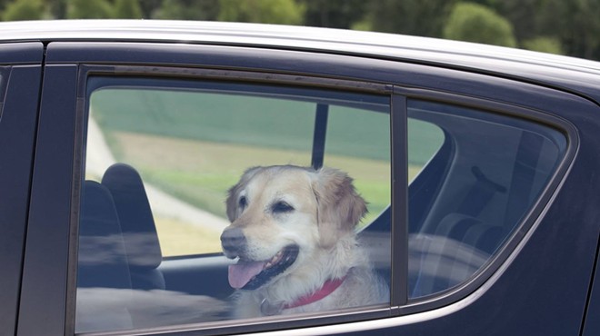 A proposed Florida bill will allow people to smash car windows to free pets