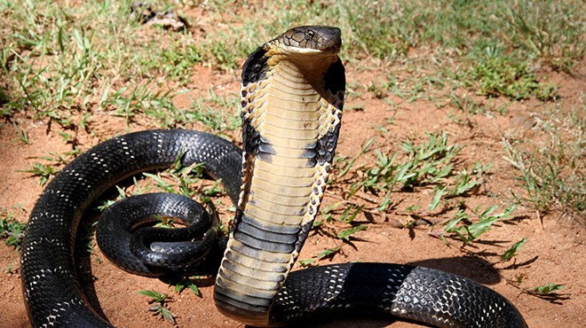 Don't panic, but there's a king cobra on the loose in Orlando