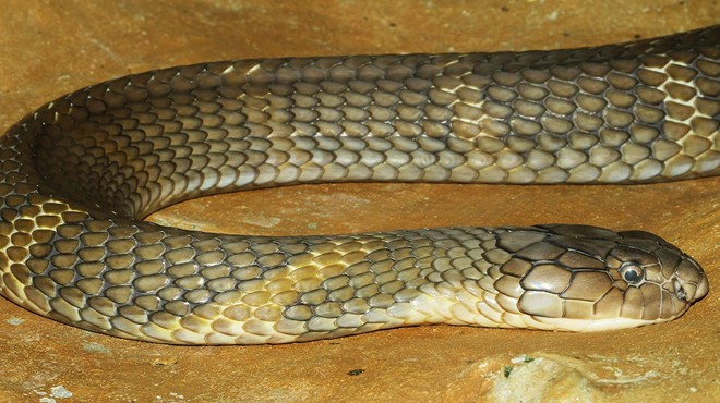 Orlando's missing king cobra now has two Twitter handles ... and counting