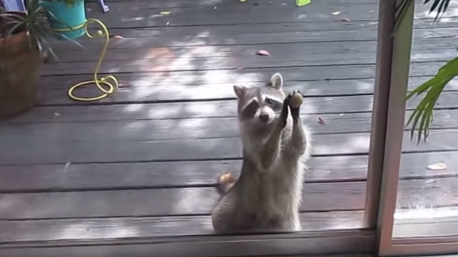 Hungry Florida raccoon learns to knock on doors till someone feeds it