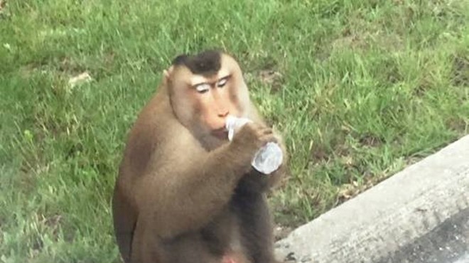 Sanford monkey eats mail, vandalizes car, runs from cops before jumping into owner's arms