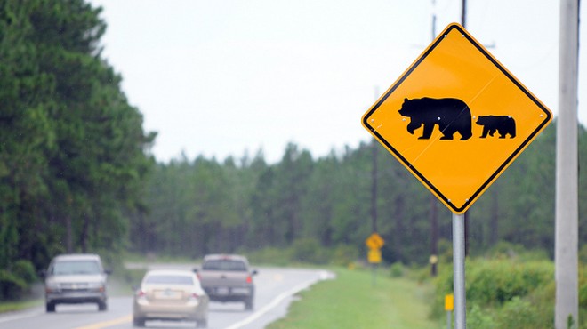 Circuit judge denies injunction to stop Florida's bear hunt