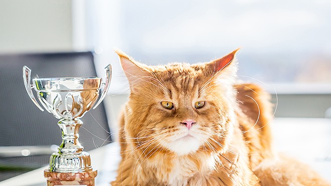 Meet some fine felines at this weekend's ACFA Cat Show in Orlando