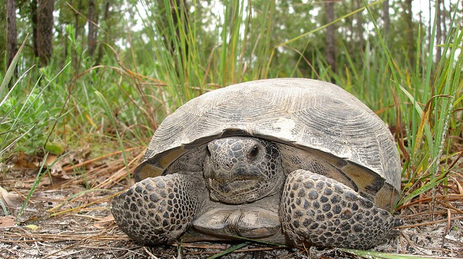 Go Fund Me set up to raise money to save more than 300 gopher tortoises from development