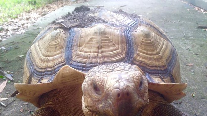 UPDATE: Tortoise found! Tortoise suspected stolen from Baldwin Park home