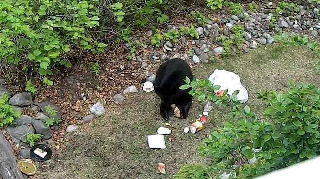 A man was cited during Florida's bear hunt for using Honey Buns as bait