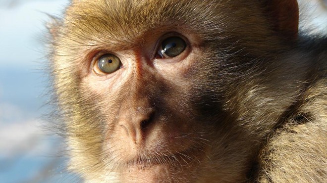 A typical rhesus macaque monkey