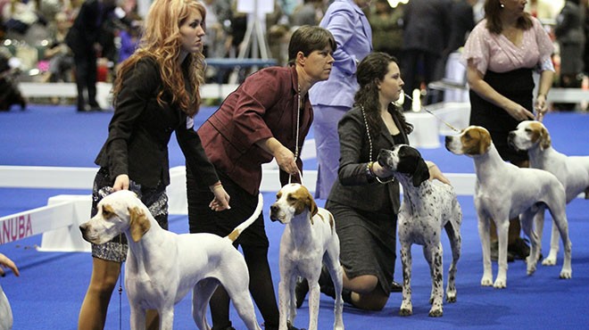 Celebrate dogs at the AKC Eukanuba National Championships this weekend at the convention center