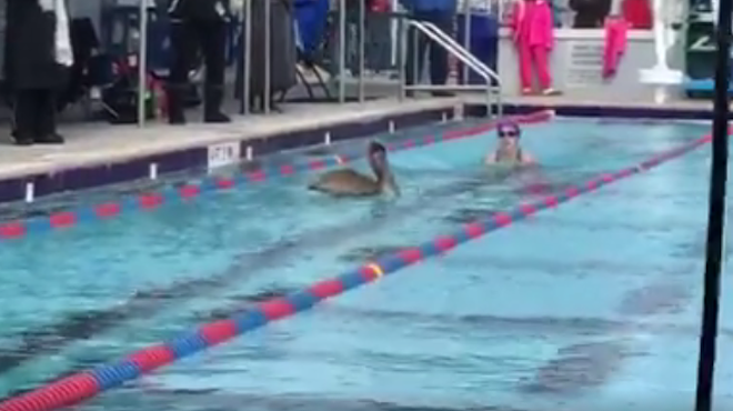 Watch these Florida swimmers nearly collide with a pelican