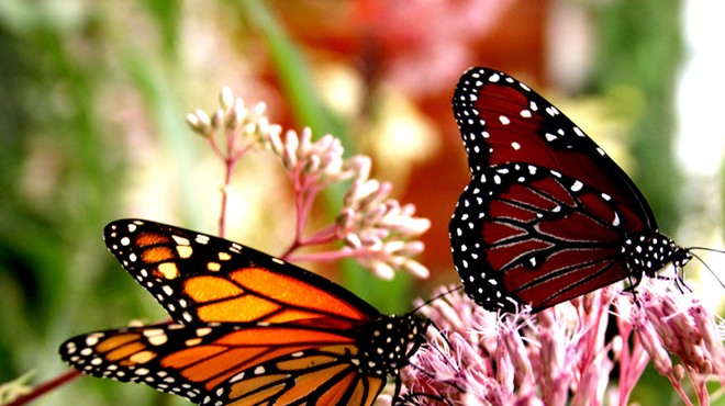 Florida exceeds 'Million Pollinator Garden Challenge' goal