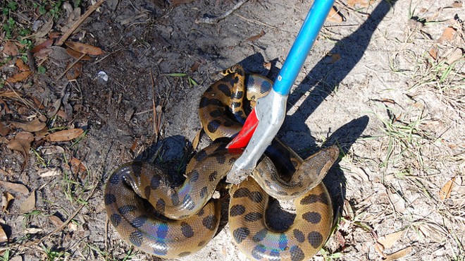 A 9-foot green anaconda was caught in Melbourne this week
