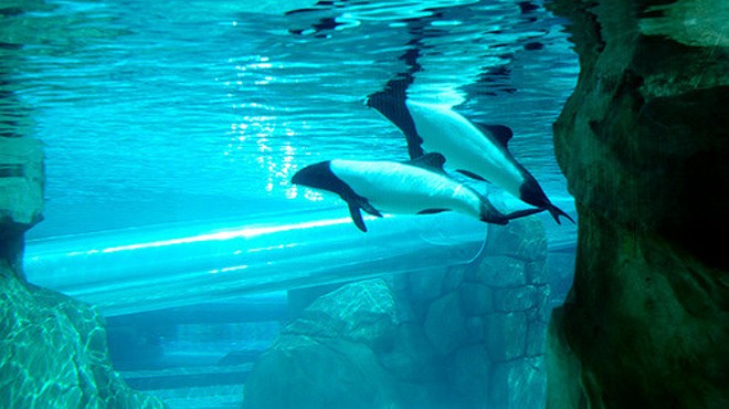 SeaWorld will no longer keep Commerson's dolphins in captivity