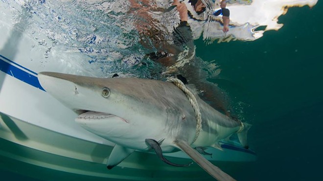 Thousands of sharks are currently swarming near Palm Beach