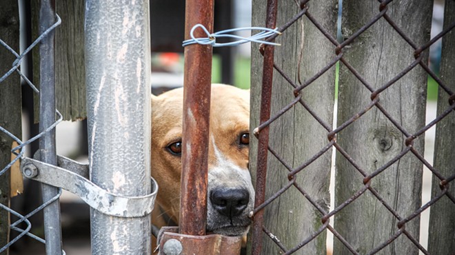 Volusia County unanimously approves animal abuse registry