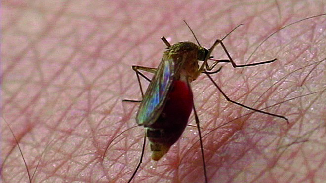 According to recent study, mosquitoes in Orlando aren't even that bad
