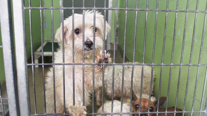 A local woman dropped off 27 dogs at Orange County Animal Services last night