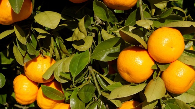 New study says 80 percent of Florida's citrus trees are infected with deadly greening disease