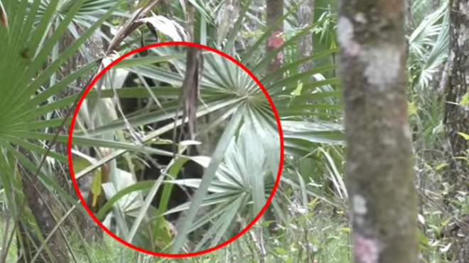 Two Central Florida men claim to have some blurry footage of the infamous 'skunk ape'