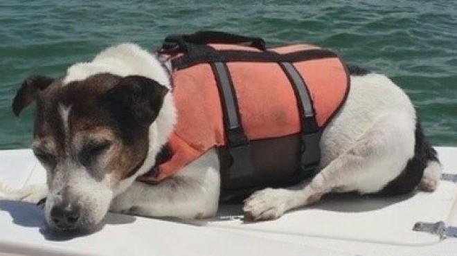 The luckiest dog in the history of dogs was found swimming 5 miles off the Florida coast
