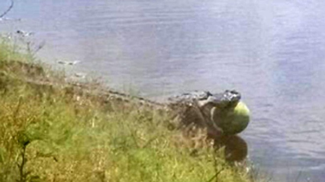Florida alligator caught stealing watermelon from field in Hendry County