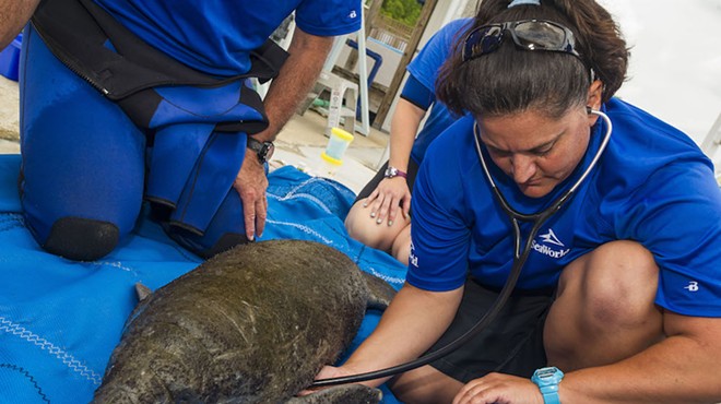 The young orphaned female is being nursed back to health in SeaWorld Orlando's critical care facility.