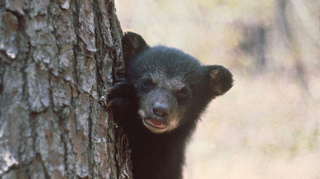 This is not the bear spotted in Orlando, just a cute cub.