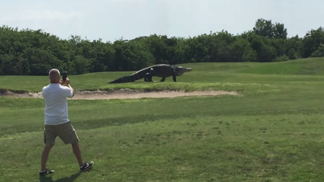 Yes, that massive Florida gator video is definitely real