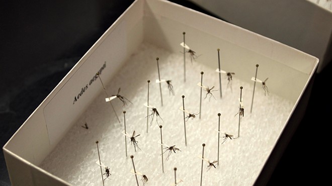 Pinned specimens at the Orange County Mosquito Control Division lab.