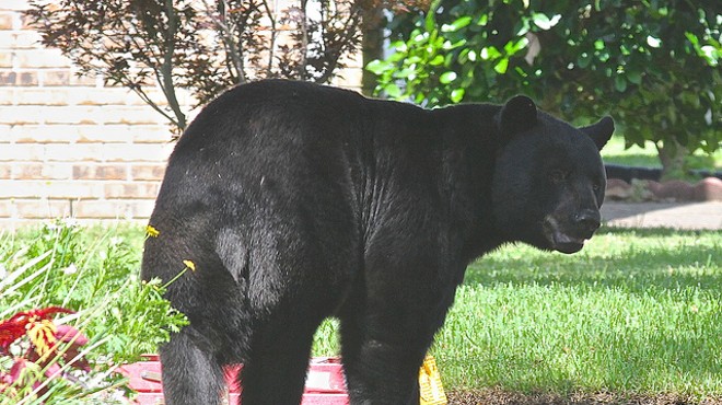 FWC staff recommend 'conservative' bear hunt among four options