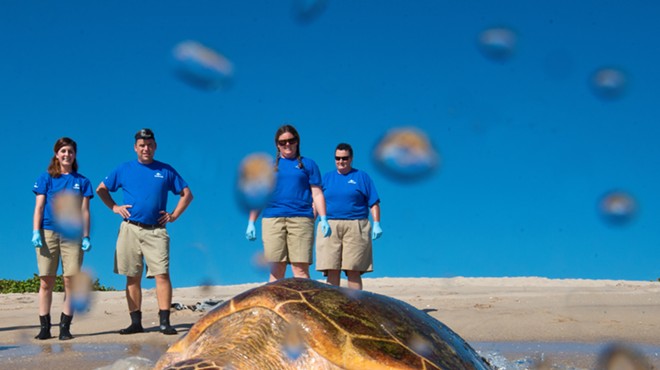 SeaWorld Orlando returned three rehabilitated sea turtles to the wild today
