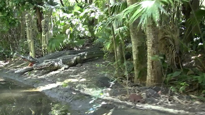 Jungle Cruise operators are now free to make dad jokes about crocodiles