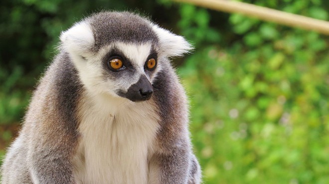 A Florida woman was attacked by someone's pet lemur outside of her home