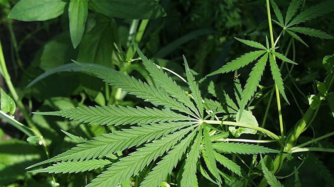 Florida's first medical marijuana will be available next Tuesday