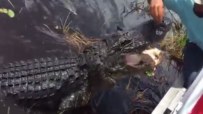 Please don't pet alligators from the side of your airboat