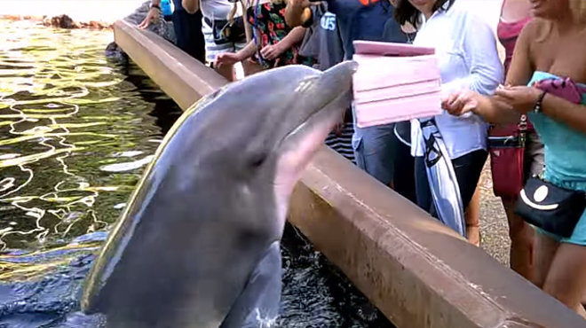 Even dolphins think you shouldn't take photos with a tablet