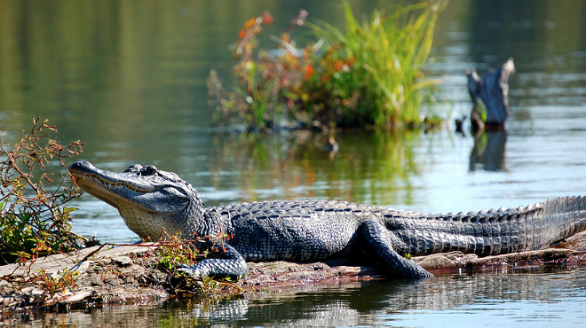 Florida gator hunting season starts today