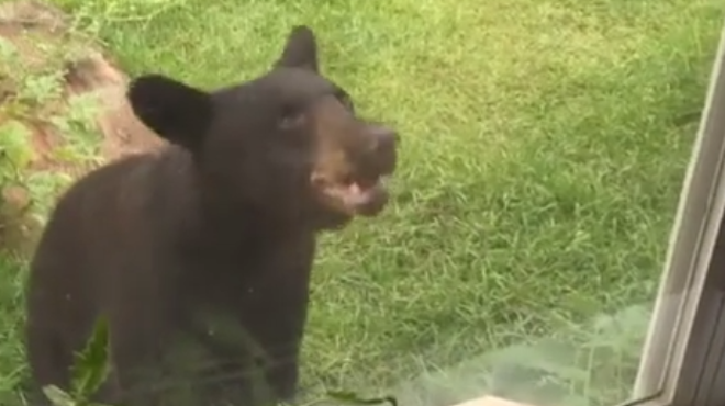Florida woman: 'This bear has got some balls'