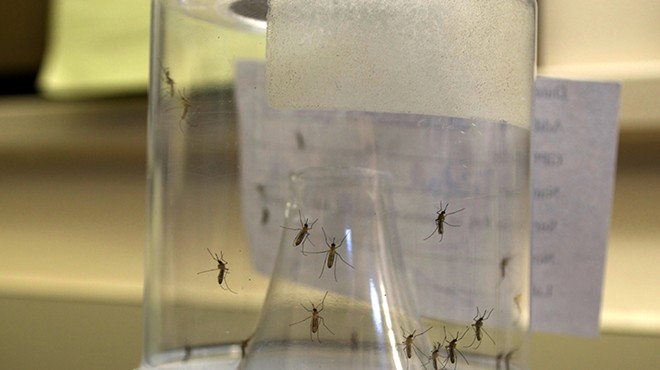 Different mosquito species are bred in containers at the lab.