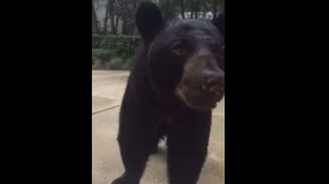 A Longwood resident filmed a close encounter with a bear, and the FWC isn't happy about it