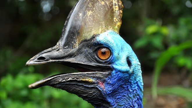 The giant cassowary bird that killed its Florida owner is up for sale