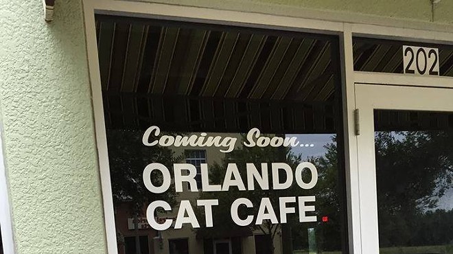 Orlando Cat Cafe will open this Thursday