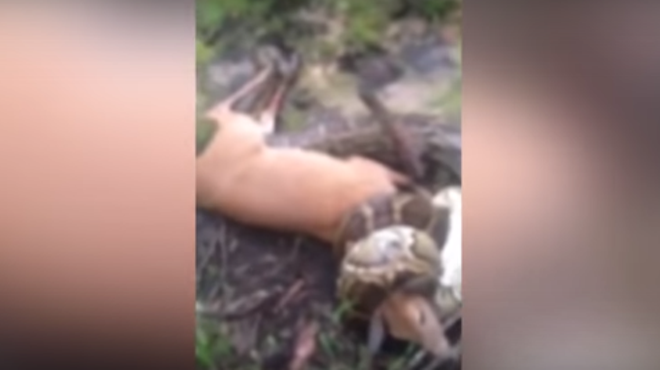 Florida hunter saves deer from massive python