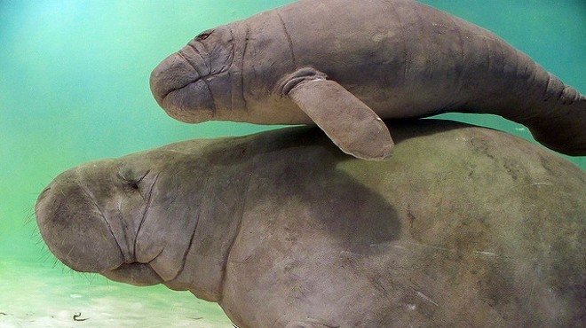Six manatees displaced by Hurricane Hermine to be relocated