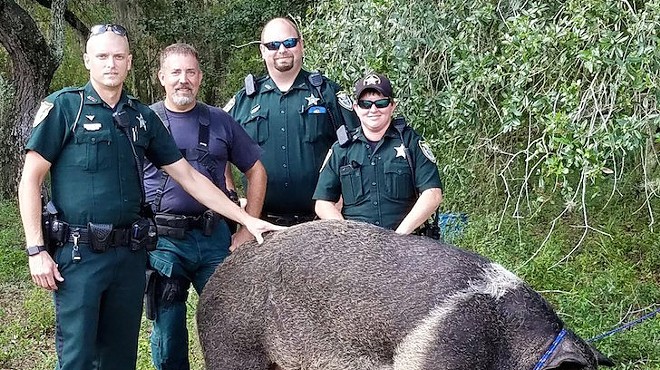 If you own this 600-pound hog, you might want to call the authorities