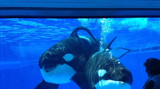 SeaWorld announces new plans for attractions in 2017