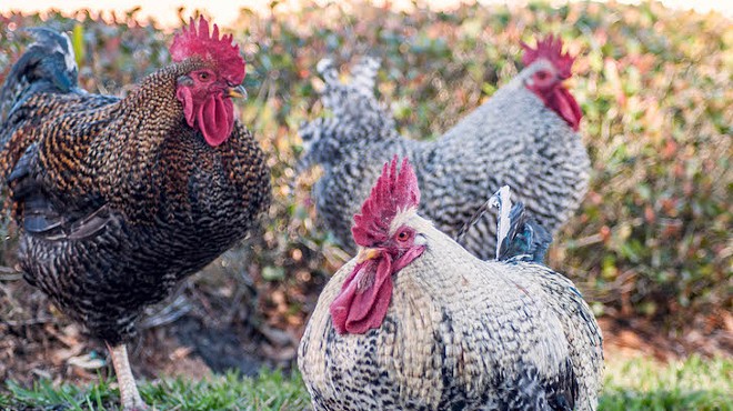 'Urban chicken' program receives initial approval needed for permanent roost in Orlando
