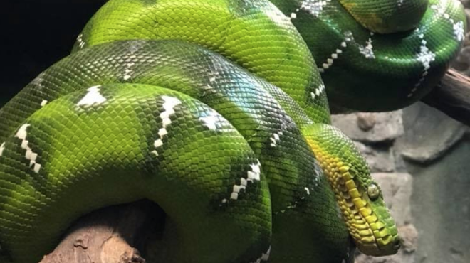 The Central Florida Zoo wants your exotic pets
