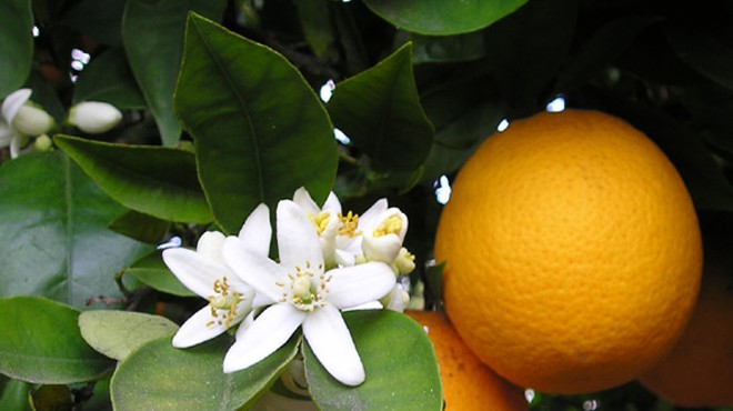 Citrus production continues to decline in Florida