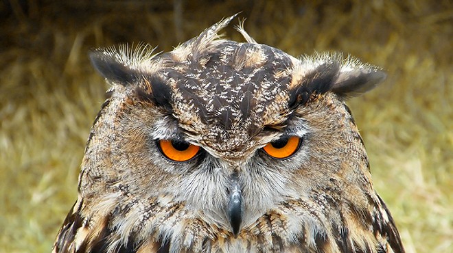 Is this owl sleepy, angry or drunk? If you can pull off all three at once, you can come work with us any time, Mr. Owl.